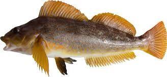 Kelp Greenling